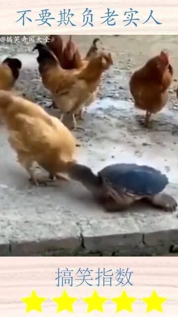 不要欺负老实人（我不是好欺负的）