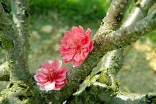 桃之歌,探寻桃花盛开的诗意画卷